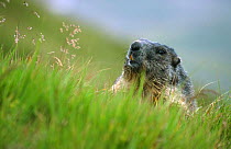 Alpine marmot {Marmota marmota} Hohe Tavern National Park, Austria