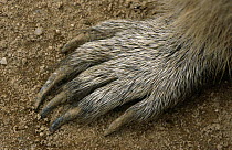 Close up of foot of Alpine marmot {Marmota marmota} Hohe Tavern NP, Austria