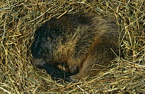 Alpine marmot hibernating {Marmota marmota} Hohe Tavern NP, Austria