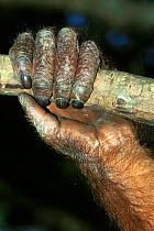 Orang utan hand holding branch close-up {Pongo pygmaeus abelii} Sumatra, Indonesia