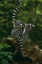 Ring tailed lemurs on stump {Lemur catta} Captive