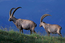 Alpine ibex males {Capra ibex ibex} Switzerland
