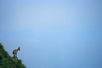 Alpine ibex on hillside {Capra ibex ibex} Switzerland