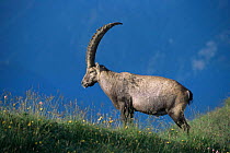 Alpine ibex male {Capra ibex ibex} Switzerland