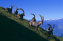 Alpine ibex group of males {Capra ibex ibex} Switzerland