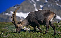 Alpine ibex male grazing {Capra ibex ibex} Gran Paradiso NP, Italy