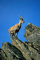 Alpine ibex female perched on rock {Capra ibex ibex} Gran Paradiso NP, Italy