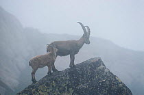Alpine ibex male and female in fog {Capra ibex ibex} Gran Paradiso NP, Italy