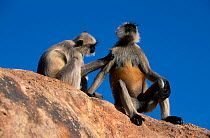Southern plains grey / Hanuman langur {Semnopithecus dussumieri} grooming, Jodhpur, India