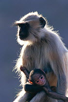 Southern plains grey / Hanuman langur {Semnopithecus dussumieri} mother and young,  Jodhpur, India