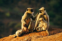 Southern plains grey / Hanuman langur {Semnopithecus dussumieri} females and young,  Jodhpur, India