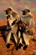 Southern plains grey / Hanuman langur {Semnopithecus dussumieri} females and young, Jodhpur, India