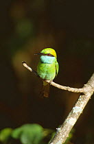 Little green bee eater {Merops orientalis} Sri Lanka