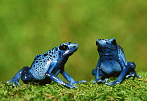 Blue poison arrow frogs {Dendrobates azureus} South America
