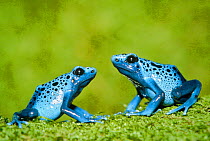 Blue poison arrow frogs {Dendrobates azureus} South America