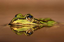 European edible frog in water {Rana esculenta} Germany