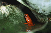 Strawberry poison arrow frog in water inside Bromeliad plant (Dendrobates pumilio) South America