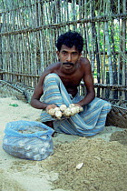 Green turtle eggs held by hatchery assistant {Chelonia mydas} Sri Lanka