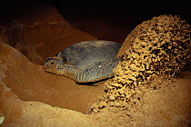 Green turtle female digging nest hole for eggs in sand {Chelonia mydas} Sri Lanka