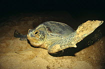 Green turtle digging nest in sand to lay eggs, at night (Chelonia mydas) Sri Lanka