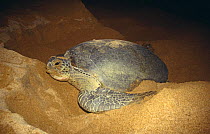 Green turtle laying eggs on beach at night {Chelonia mydas} Sri Lanka