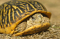 Ornate box turtle {Terrapene ornata} USA