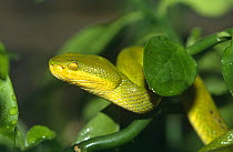 Asian pit viper {Trimeresurus sp}