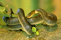 Aesculapian snake {Elaphe longissima} Germany