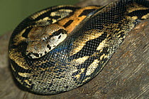 Madagascar boa constrictor {Acrantophis madagascariensis} captive