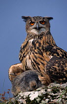 Eagle owl {Bubo bubo} with Marmot prey {Marmota marmota} Austria