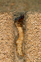 Tiger beetle larva in burrow {Cicindela hybrida} Germany