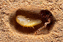 Tiger beetle pupates in underground burrow {Cicindela hybrida}  Germany