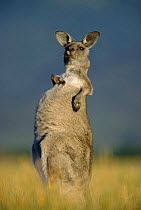 Eastern grey kangaroo scratching {Macropus giganteus} Australia
