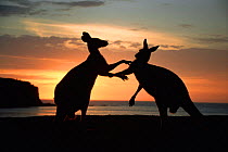 Eastern grey kangaroos sparring {Macropus giganteus} Australia