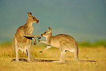 Male & female Eastern grey kangaroos {Macropus giganteus} Victoria