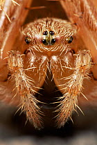 Garden spider close-up head portrait {Araneus diadematus} Germany