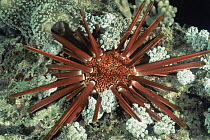Slate pencil sea urchin {Heterocentrotus mammillatus} Red Sea - nocturnal