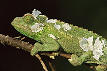 Jackson's chameleon {Chamaeleo jacksonii} shedding skin, Africa