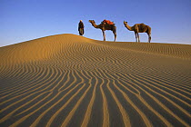 Dromedary camels {Camelus dromedarius} with rider at sunrise, Rajasthan, India, February