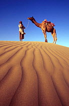 Dromedary camel with rider on sand dune {Camelus dromedarius} Thar Desert, Rajasthan, India, February 1998