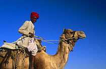 Dromedary camel with Rajasthani rider {Camelus dromedarius} Rajasthan, India 1998