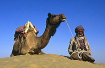 Dromedary camel with Rajasthani rider {Camelus dromedarius} Rajasthan, India 1998