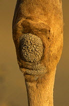 Close up of knee of Dromedary camel {Camelus dromedarius} Rajasthan, India