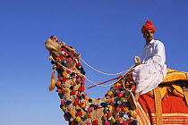 Dromedary camel {Camelus dromedarius} with Rajasthani rider, Rajasthan, India
