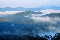 Rainforest landscape in Taman Negara National Park, Malaysia