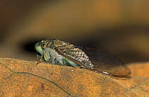 Cicada portrait (Cicada sp) Taman Negara NP, Peninsula Malaysia