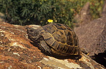 Spur thighed tortoise (Testudo graeca) on rock, Lesbos, Greece, vulnerable species