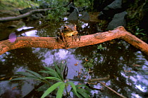 Gladiator treefrog sitting over water {Hyla boans}, Iwokrama Reserve, Guyana, South America