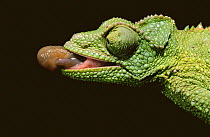 Jackson's chameleon about to extend tongue {Chamaeleo jacksonii}