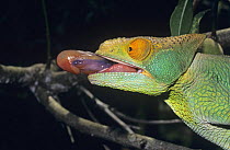 Parson's chameleon (Chamaeleo / Calumma parsonii) hunting, Perinet-Analamazoatra, Madagascar